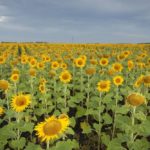 File photo of a sunflower crop in Manitoba. (MysticEnergy/Getty Images)