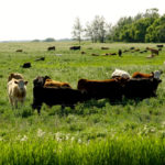 It’s important to understand your land base in order to design a mineral program that makes up for any nutrient shortfalls that could affect the health of your cattle.
