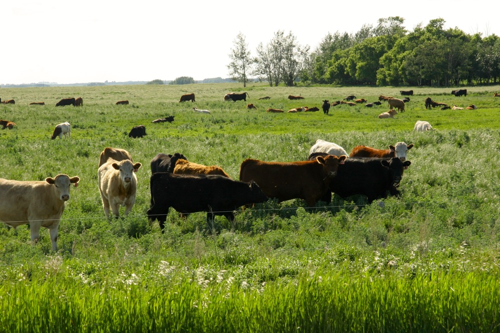 Participants wanted for internal parasite study of pastured yearling cattle