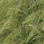 A small plot of forage barley on display at Ag in Motion near Saskatoon.