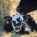 Don’t forget everyday practices such as providing clean, dry bedding during calving season.