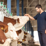 The Animal Health Emergency Management project aims to prepare the livestock industry, from producers to vets to industry associations, for a serious disease outbreak.