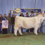 BRCHE White Bear 8595 Pld ET.