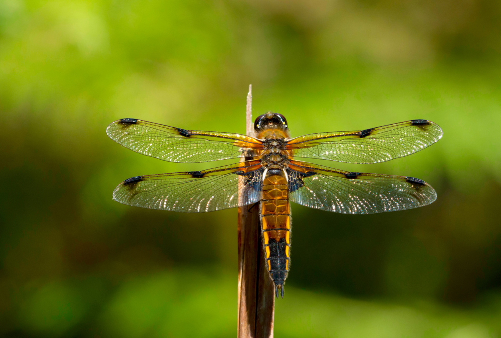 What personality style fits you, and why am I a dragonfly? Read on.