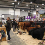 The show barns are a place to not only get ready for the ring, but visit and do business.