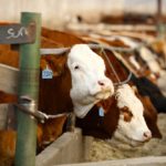 Fed cattle market rebounds after hitting near-decade lows