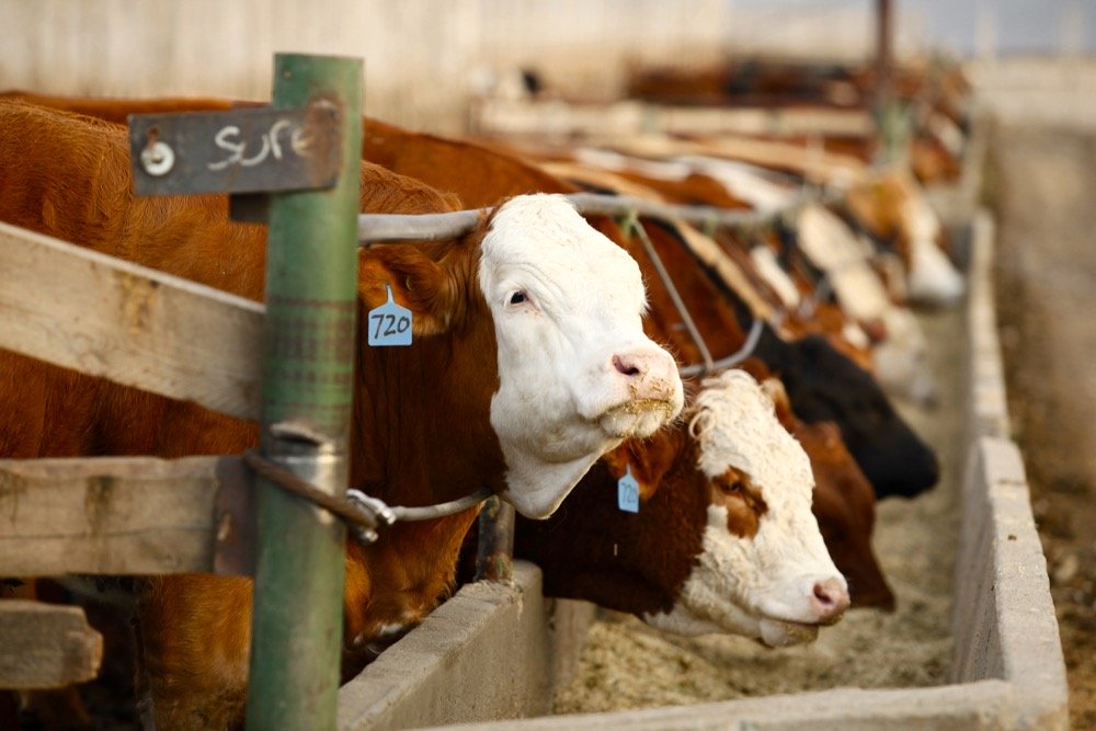 Fed cattle market rebounds after hitting near-decade lows