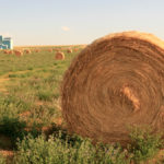 Alfalfa bales near Arrowwood, Alta. Christine O’Reilly recommends respecting the fall rest period to ensure the alfalfa crop can regrow quickly the next spring.