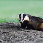 A badger lingers near its sett in Wales. Badgers are known to spread TB to cattle in the U.K., but a new cattle vaccine may halt the country’s badger cull.