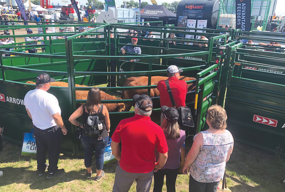 A glimpse of the livestock handling demonstrations at Ag in Motion in 2019.  Livestock Central has moved online for 2020.