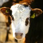 A year-over-year decline in calf crops
