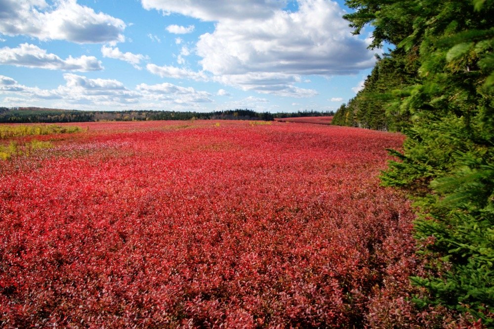 File photo of a New Brunswick blueberry field in autumn. (EdCorey/iStock/Getty Images)
