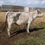 Johne’s disease is tricky to diagnose, because while symptoms include weight loss and lower milk production, no fever or loss of appetite is present.