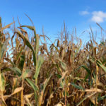 Silage corn acres on the Prairies is on the rise.