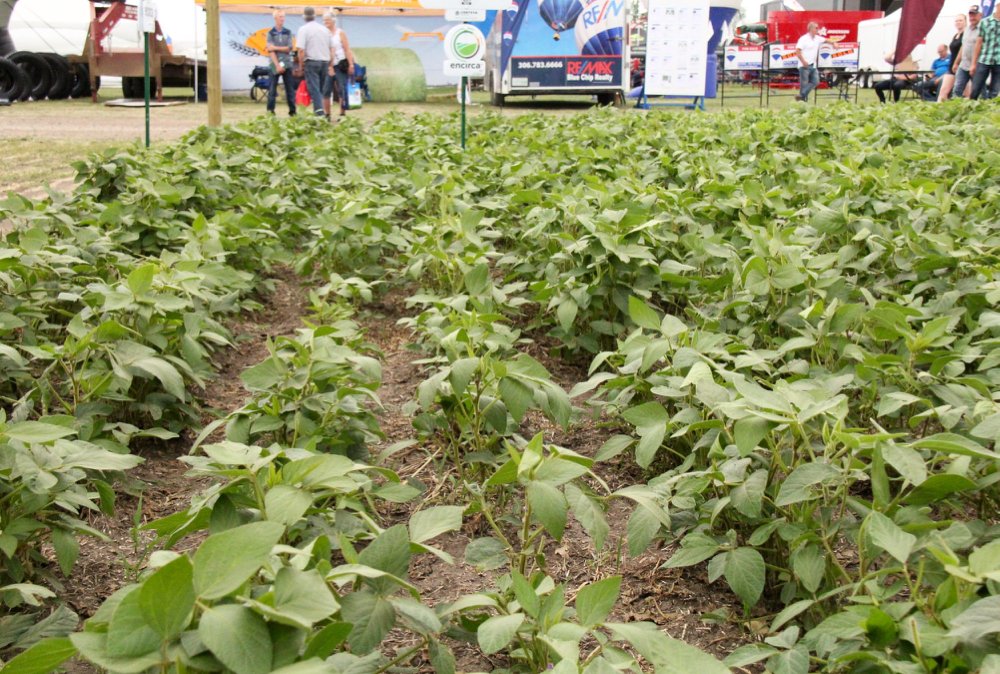 A soybean plot in a demonstration field at a past Ag in Motion.  Photo: Lisa Guenther
