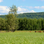 The Lasser family’s ranch is near Chetwynd, in northeastern B.C.