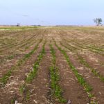 A green lentil crop in southeastern Saskatchewan on May 31, 2019. (Leeann Minogue photo)