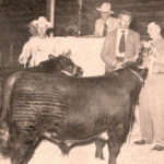 History: Lord Lovat Judges Shorthorns at Calgary