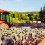 A flat of young vegetable plant seedlings outside of a greenhouse, waiting to be transplanted, at a farm in rural New Brunswick