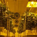 Plants at Delta 9 Cannabis’ indoor production facility in Winnipeg. (Dave Bedard photo)