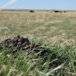 Dung beetles break down manure on grasslands and convert it into plant nutrients. They also facilitate water infiltration and soil aeration.
