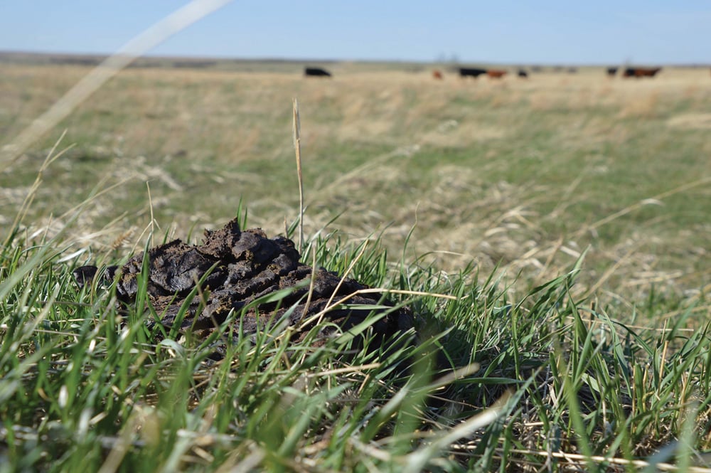 Dung beetles break down manure on grasslands and convert it into plant nutrients. They also facilitate water infiltration and soil aeration.