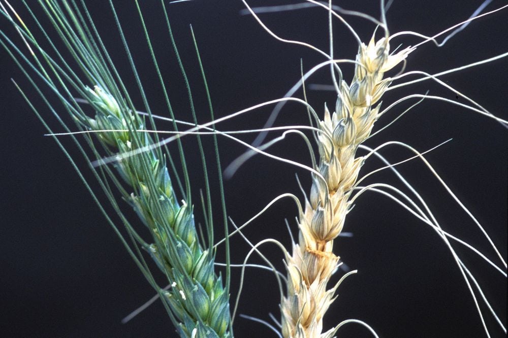 A healthy wheat head at left and one with severe symptoms of fusarium head blight at right. (Keith Weller photo courtesy ARS/USDA)

