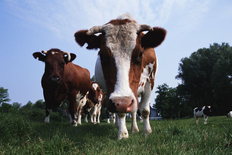 Nationwide, weekly harvest that had kept up in March and dipped only a bit going into April, was suddenly running two-thirds of prior harvest and year-ago levels.