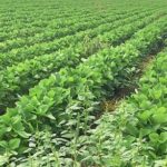 File photo of a Mississippi soybean field with glyphosate-resistant amaranth. (Yanbo Huang photo courtesy ARS/USDA)