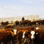 Beef plants cannot operate efficiently without a steady supply of cattle from ranch to feedlot to plants.