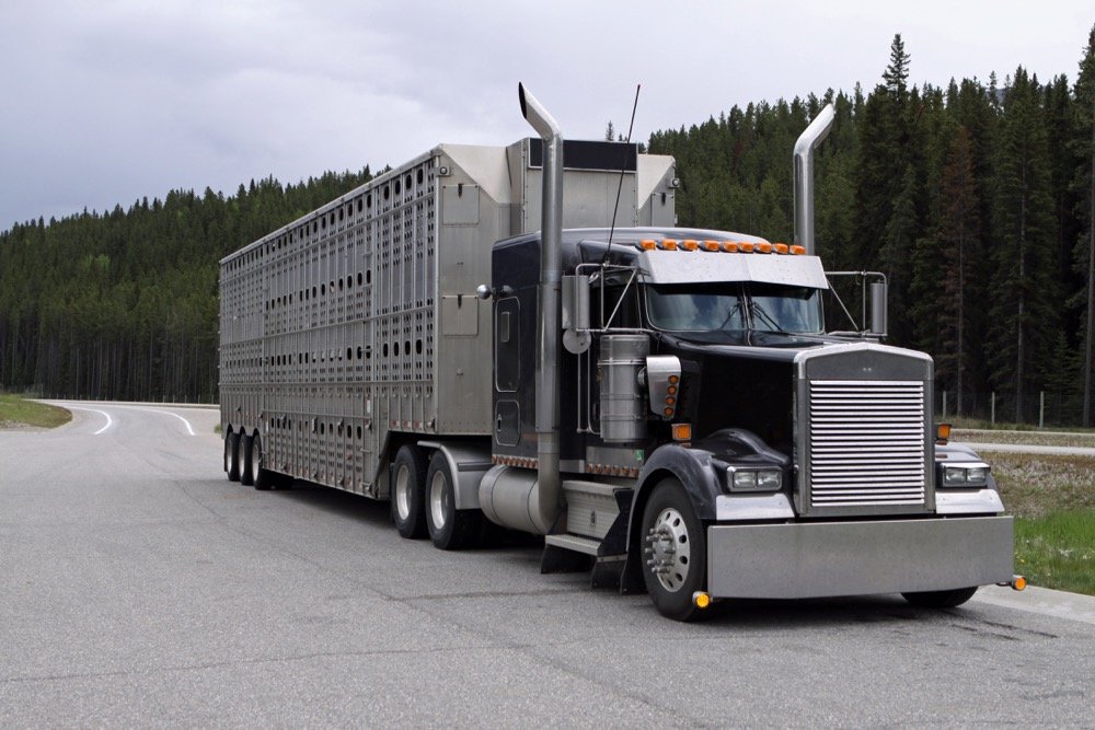 File photo of a truck and stock trailer on a Canadian roadway. (Ben185/iStock/Getty Images)
