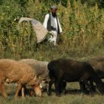 File photo of sheep grazing near a marijuana crop in Afghanistan’s Balkh province, north of Kabul, on Sept. 24, 2007. (Photo: Reuters/Ahmad Masood)