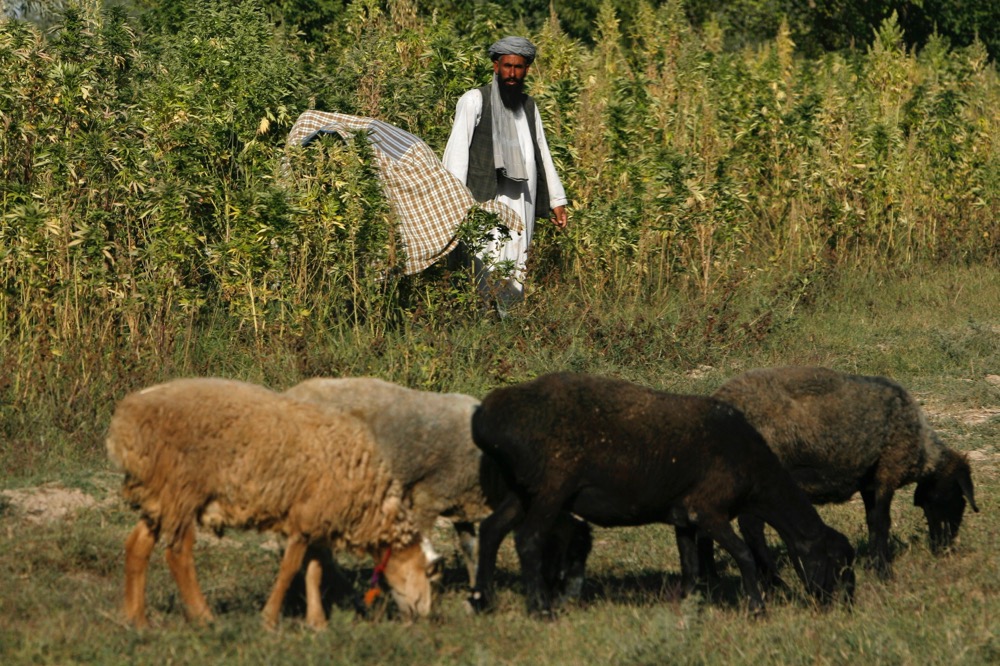 File photo of sheep grazing near a marijuana crop in Afghanistan’s Balkh province, north of Kabul, on Sept. 24, 2007. (Photo: Reuters/Ahmad Masood)
