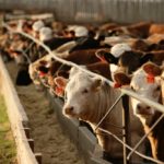 Feeder cattle market digesting many variables