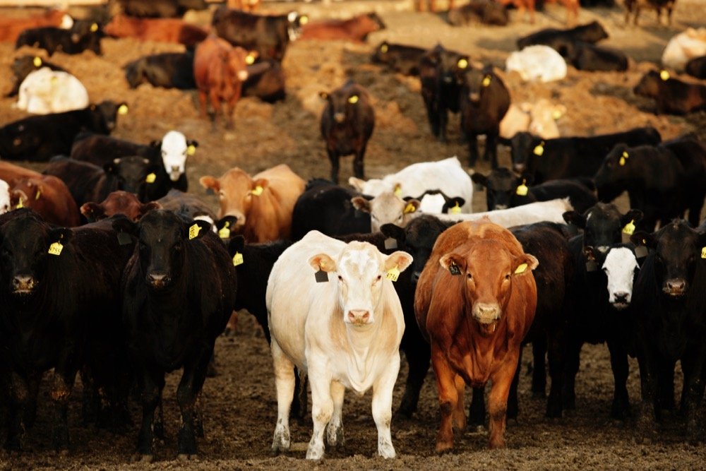 (Photo courtesy Canada Beef Inc.)
