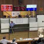 The new display at Calgary Stockyards. ViewTrak Technologies is launching an attribute-based marketing tool for auction markets to better promote details of cattle on offer in the ring.