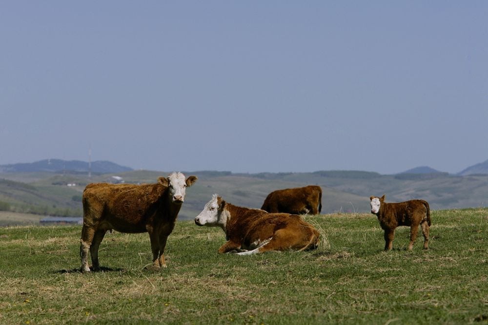 (Photo courtesy Canada Beef Inc.)
