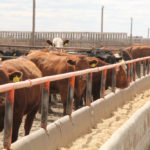 Some implants are made for use in feedlots, while others are more suitable for pastured cattle.