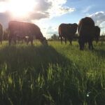 Manitoba Agriculture puts the direct costs per cow at $1,058.57 in 2019. Once you add the fixed costs and labour, the total is $1,469.10.
