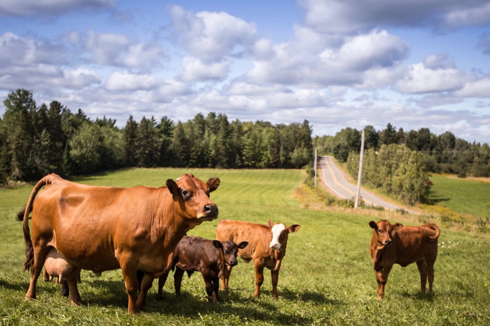 File photo of a cow and calves on a farm in Nova Scotia.