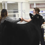 For Abby Scholz, a certification program has helped link the show ring to production agriculture.