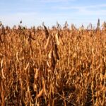 (Sakakawea7/iStock/Getty Images)
