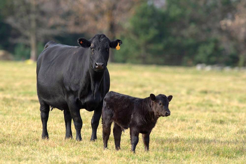 The project is being funded through the Canadian Agricultural Partnership.