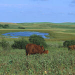 By running simulations, researchers found indications that wetlands and grasslands can mitigate floods.