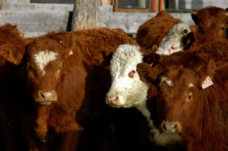 Growthpromoting implants the choice for cattle widens Canadian