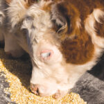 Hereford calves eating corn from a feed bunk. Introducing calves to a feed ration while they’re still on the cow helps ease weaning stress.