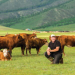 Hereford genetics were introduced to Mongolia’s Bulgan and Selenge provinces from Russia in the 1950s. The breed did well, but the cattle industry declined after the Soviet Union fell and state-run farms closed.