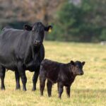 As beef producers gained more appreciation for the value of industry-funded research, some provincial groups began allocating more checkoff dollars to the BCRC.