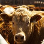 Cattle-on-feed numbers in Alberta and Saskatchewan totalled 772,889 head on September 1.