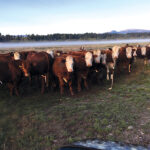 Edgar Smith and his brothers run Red Angus and Red Angus-cross cattle on their operation at Courtenay, B.C.
